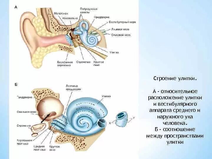 Овальное окно анатомия уха. Схема внутреннего уха ушной раковины. Слуховые косточки входят в состав вестибулярного аппарата. Строение внутреннего уха орган слуха. Слуховой анализатор строение уха.