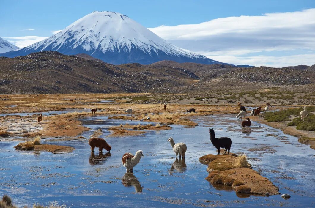 Парк Лаука Чили. Национальный парк Лаука. Заповедник Лос-Фламенкос Чили. Национальный парк Лаука в Южной Америке.