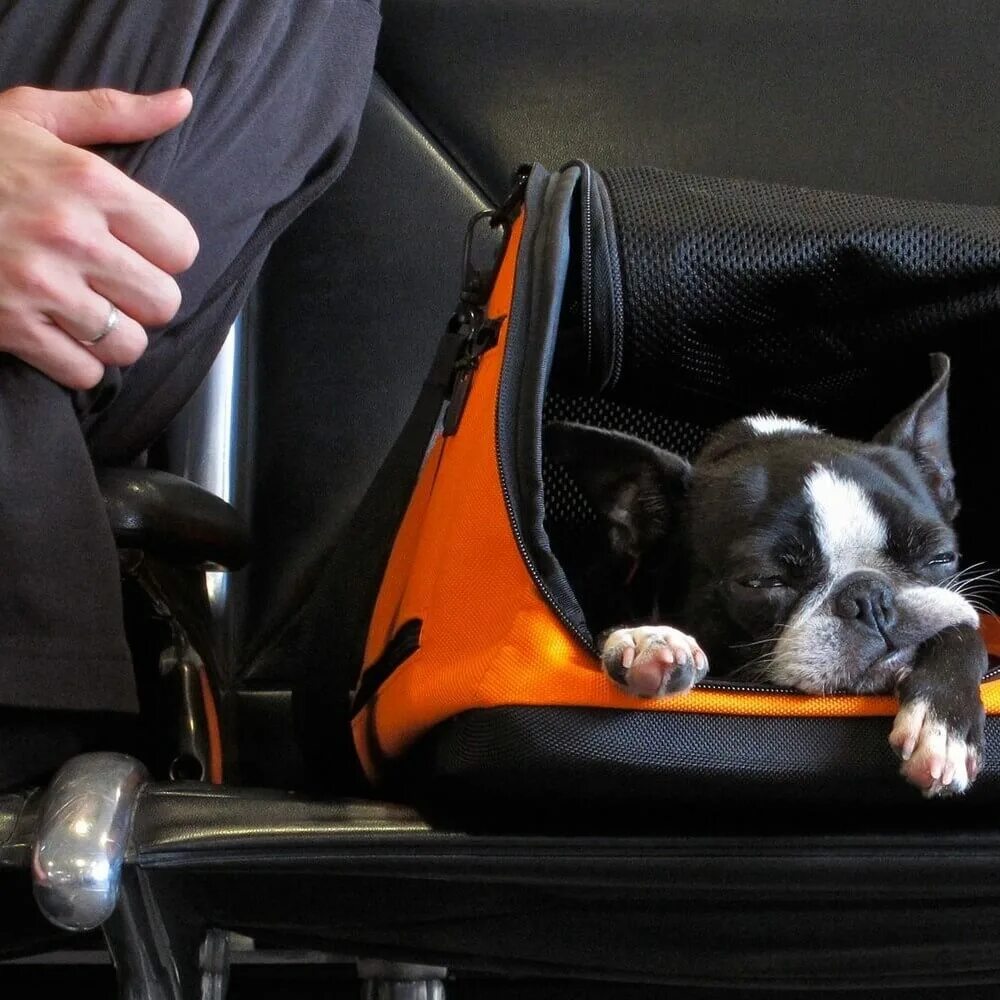 Путешествие с животными. Перевоз животных в самолете. Собака в переноске. Собака в самолете.