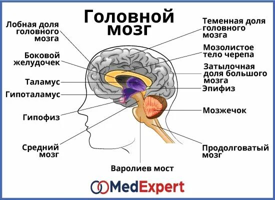 Аденома гипофиз мозга что это такое. Микроаденома гипофиза головного мозга что это такое. Соматотропинома гипофиза. Опухоль микроаденома гипофиза. Отделы головного мозга гипофиз эпифиз.