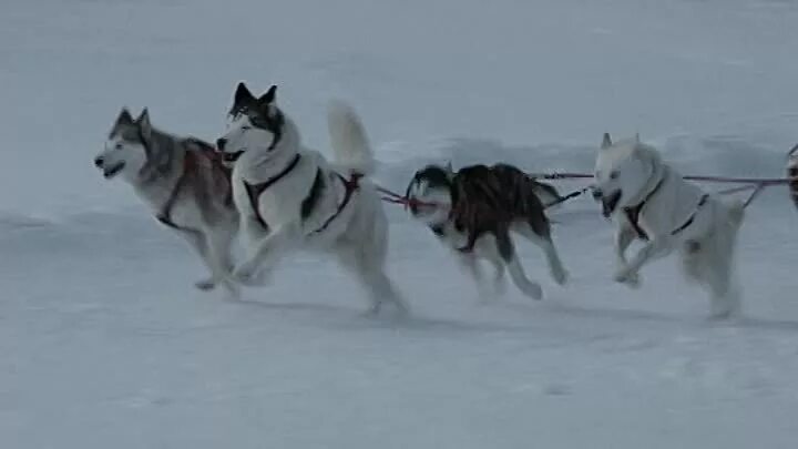 Белый плен на реальных. Белый плен фильм 2021. Белый плен на реальных. Белый плен фильм 2006. Белый плен фильм 2006 белый плен.