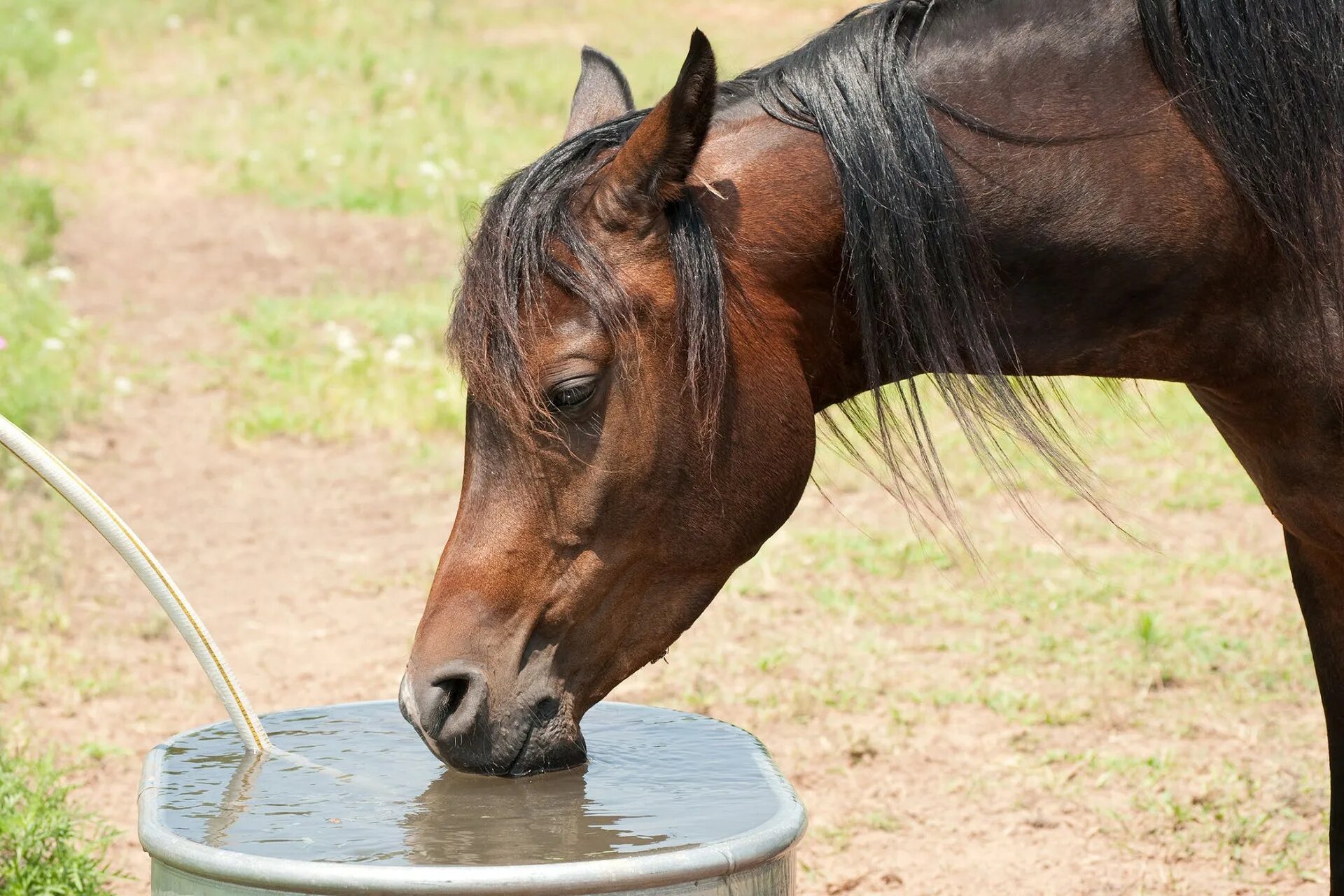 Лошадь пила воду. Лошадь пьет воду. Кормление лошадей. Поение лошадей. Лошадь пьет.