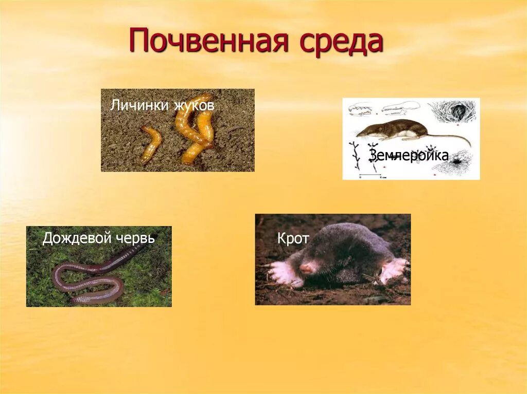 Животные почвенной среды. Почвенная среда обитания. Почва среда обитания. Почва представители. Почвенные животные.