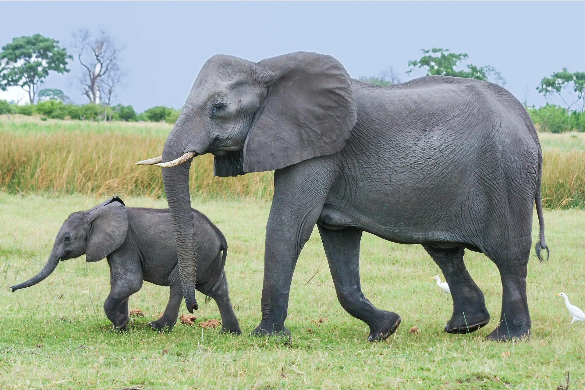 Elephant child. Слон слониха Слоненок. Африканский слон. Африканский Слоненок. Слониха со слоненком.