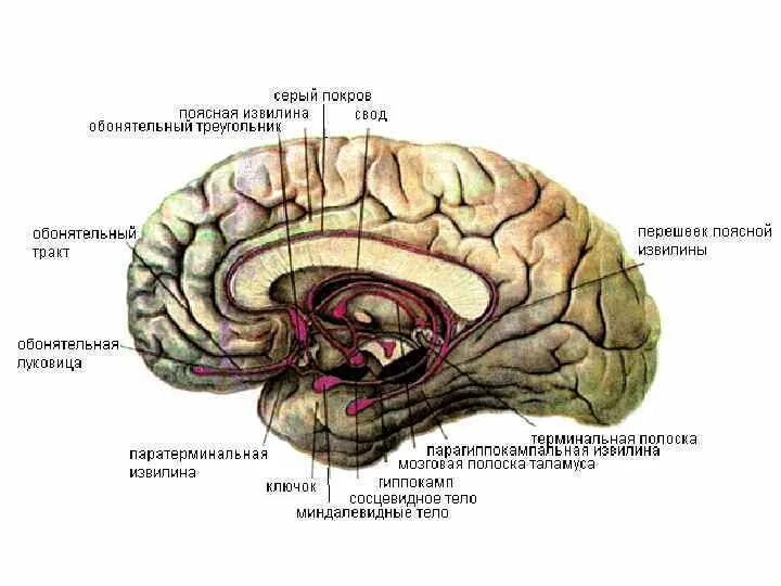Обонятельный мозг. Конечный мозг обонятельный мозг. Обонятельный мозг лимбическая система анатомия. Центральный отдел обонятельного мозга. Лимбическая система обонятельная луковица.