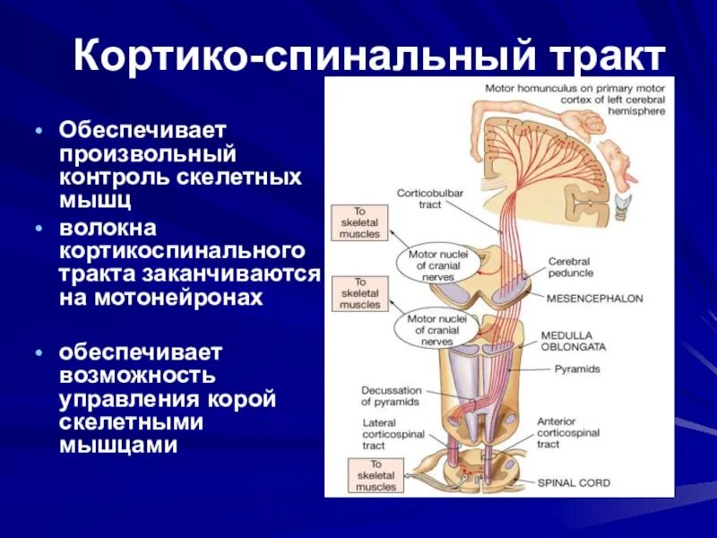 Отдел нервной системы управляющий скелетными мышцами