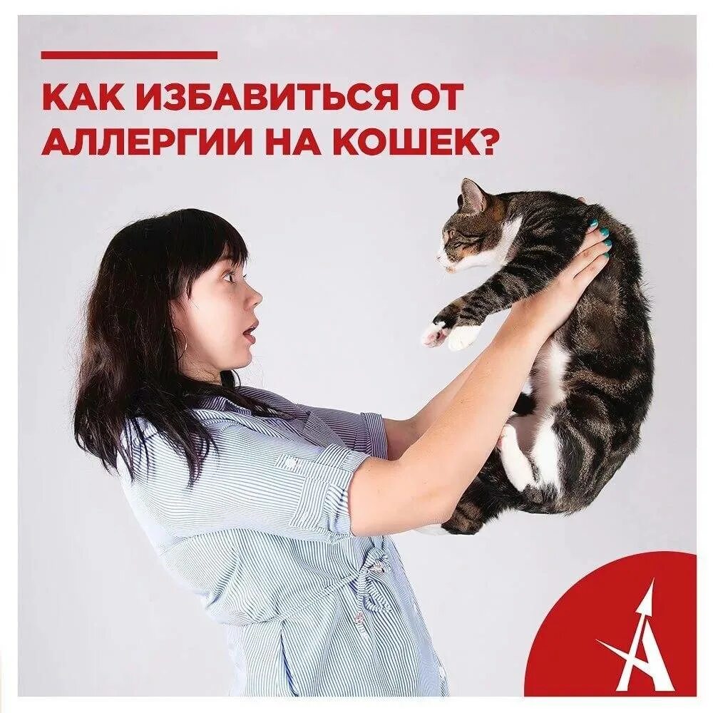 Аллергия на кошек. Аллергия на кошек как избавиться.