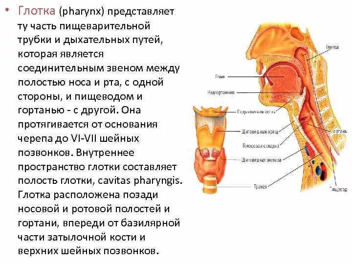 Глотка переходит. Глотка гортань пищевод анатомия. Анатомия трахеи и пищевода. Строение гортани и пищевода.