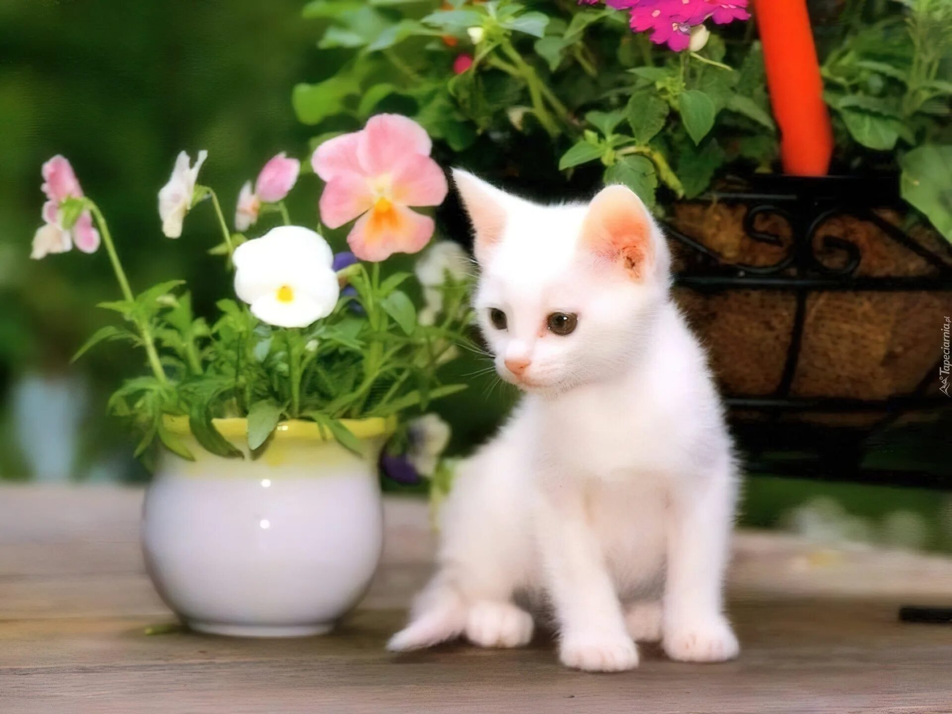 Кошка много цветов. Красивые кошечки. Белый котенок. Белый котенок с цветами. Пушистые котята в цветах.