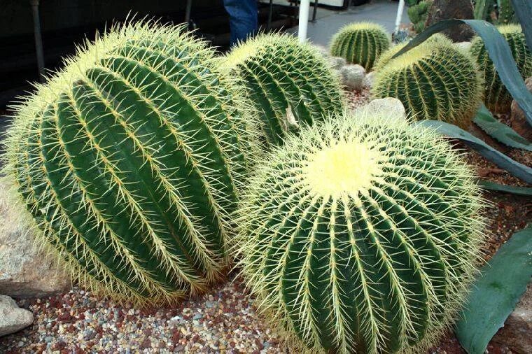 Cactus 1170. Кактус ребристый. Крысиный Кактус. Опушенные кактусы. Кактус крысиный хвост.