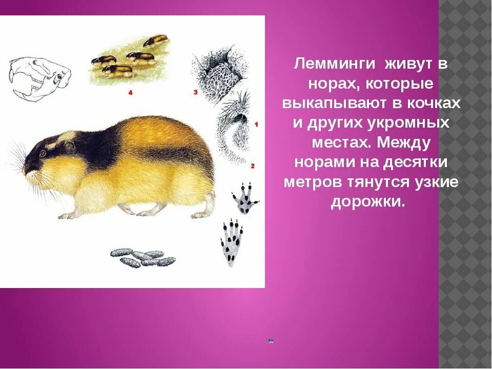 Лемминг сообщение для 4 класса окружающий. Лемминг сообщение для 4 класса окружающий