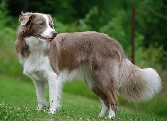 Лиловый бордер. Бордер колли лилак. бордер колли lilac merle. бордер колли лиловый. бордер колли окрас лилак.