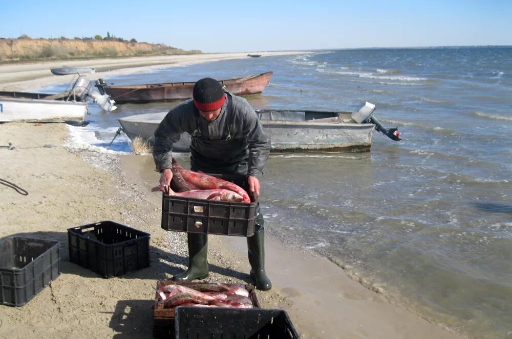 Уровень цимлянского водохранилища сегодня. Цимлянское водохранилище рыба. Сом Цимлянское водохранилище. Цимлянское водохранилище вылов рыбы. Рыба Цимлянского водохранилища.