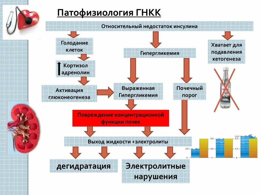 Голодание патофизиология. Стадии голодания патофизиология. Гипергликемия патофизиология. Причины голодания патофизиология. Голод клеток