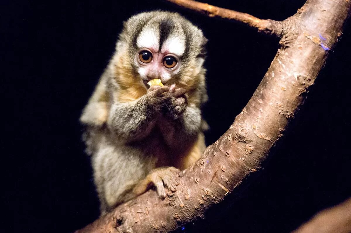 Ночные обезьяны. Мирикина ночная обезьяна. Мирикина обезьяна Южной Америки. Панамская мирикина. Дурукули мирикина.