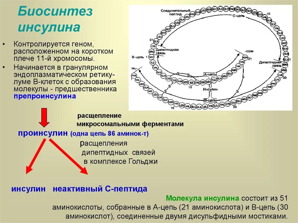 Синтез инсулина процесс. Этапы синтеза инсулина. Схема образования инсулина. Инсулин состав строение. Этапы синтеза инсулина биохимия.