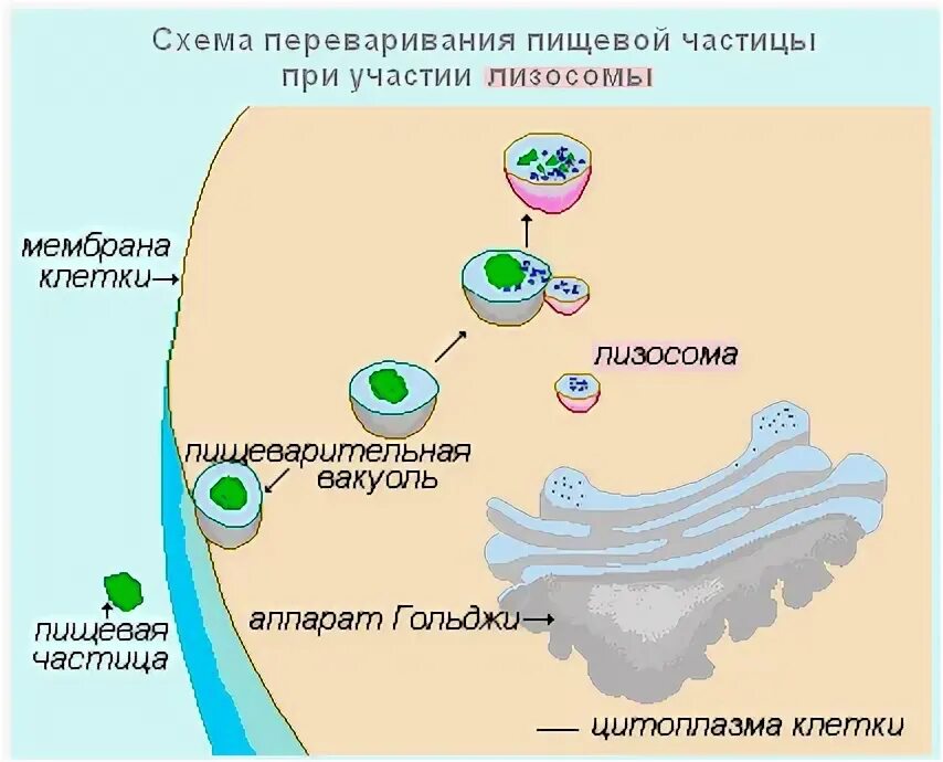 Слияние лизосомы с фагоцитозным пузырьком. Схема переваривания пищевой частицы. Схема переваривание клетки. Переваривание пищевых частиц клетки происходит в.