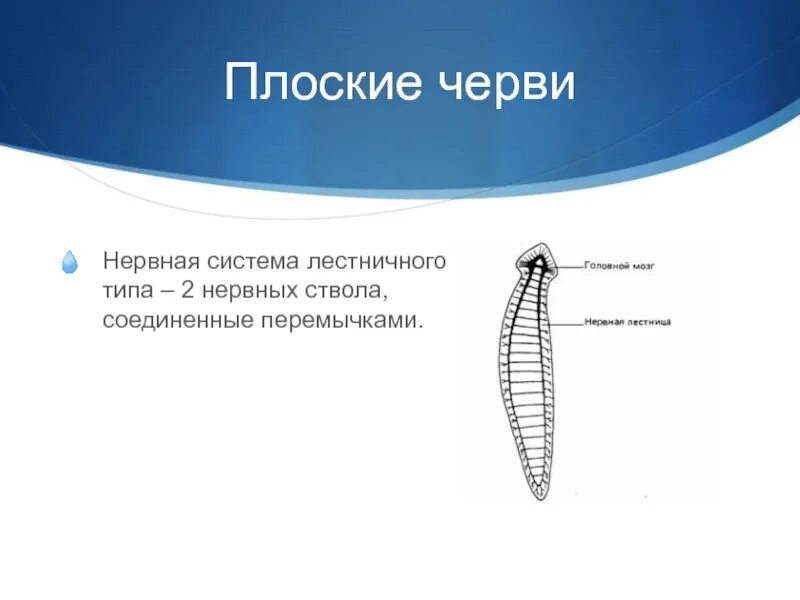 Тип плоские черви нервная система. Строение нервной системы плоских червей. Лестничная нервная система у плоских червей. Плоские черви нервная система лестничного типа