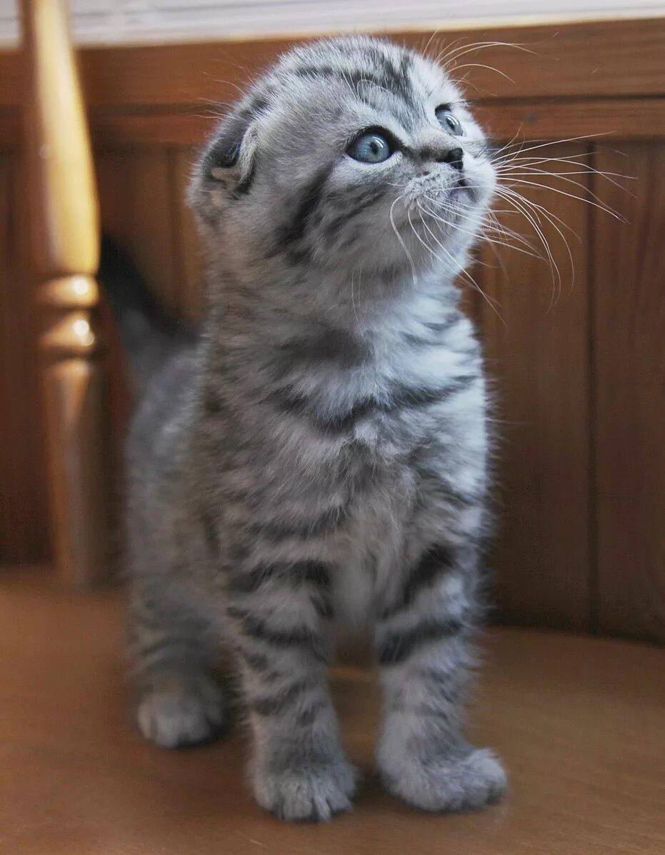scottish fold kitties Scottish fold kittens, Cat scottish fold, Scottish fold