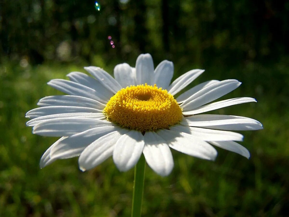 Картинки большой ромашки. Ромашка расцветает. Нивяник обыкновенный. Китайская ромашка цветы. Ромашка амелия.