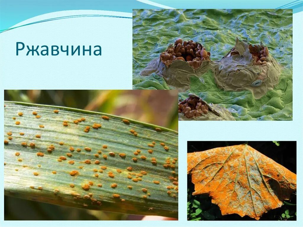 Заболевания растений вызываемые грибами. Фитопатогенные грибы. паразитические грибы. растения пораженные грибами паразитами. фитопатогенные грибы примеры.