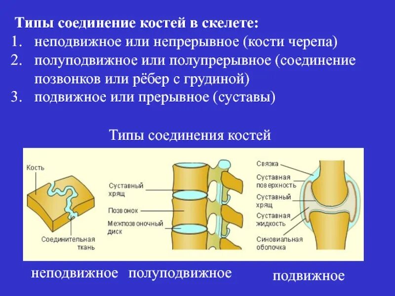 Виды хрящей скелета