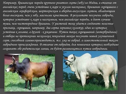 Вопросы и ответы крупно рогатый скот