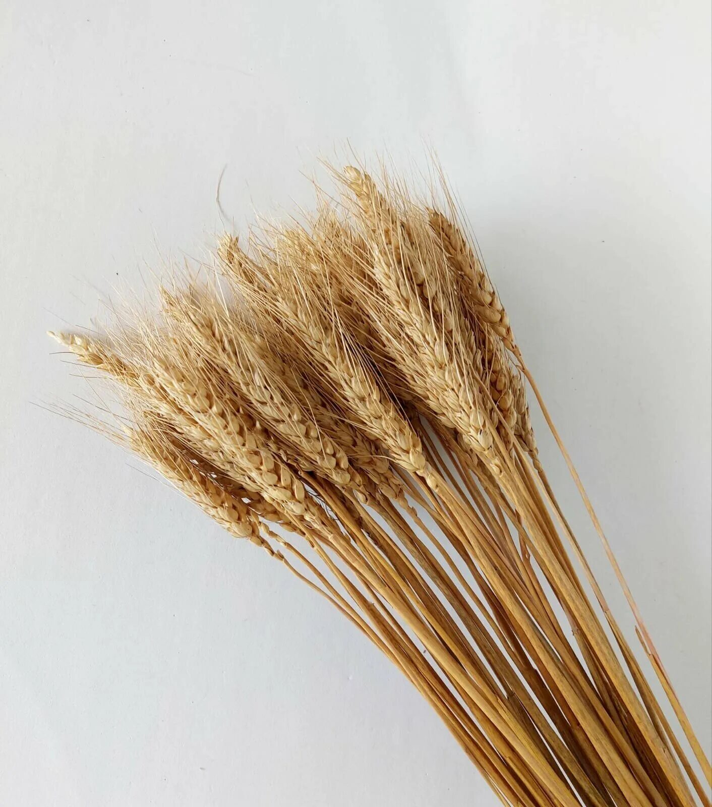 злаки сухоцветы. сухоцветы злаковые. букет из пшеницы. букет тритикум колоски. пшеница сухоцвет.