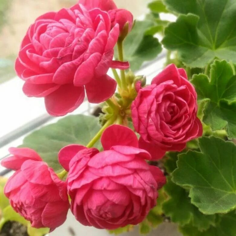 Пеларгония вита росита. Герань pac viva rosita. Пак вива розита. Герань вива розита. Герань вива.