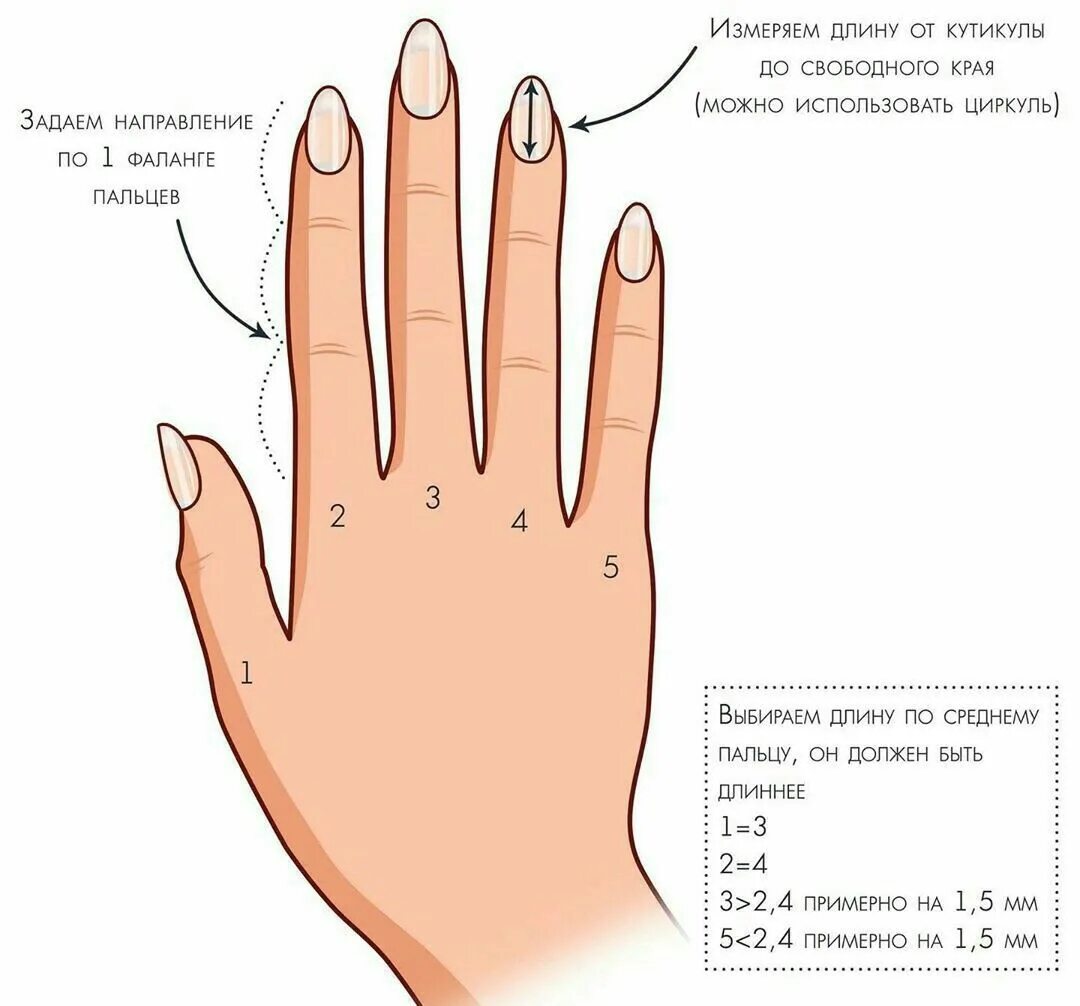 Сколько сантиметров пальцы. Ногти по длине. Длина ногтей схема. Как определить длину ногтей. Длина ногтей таблица.