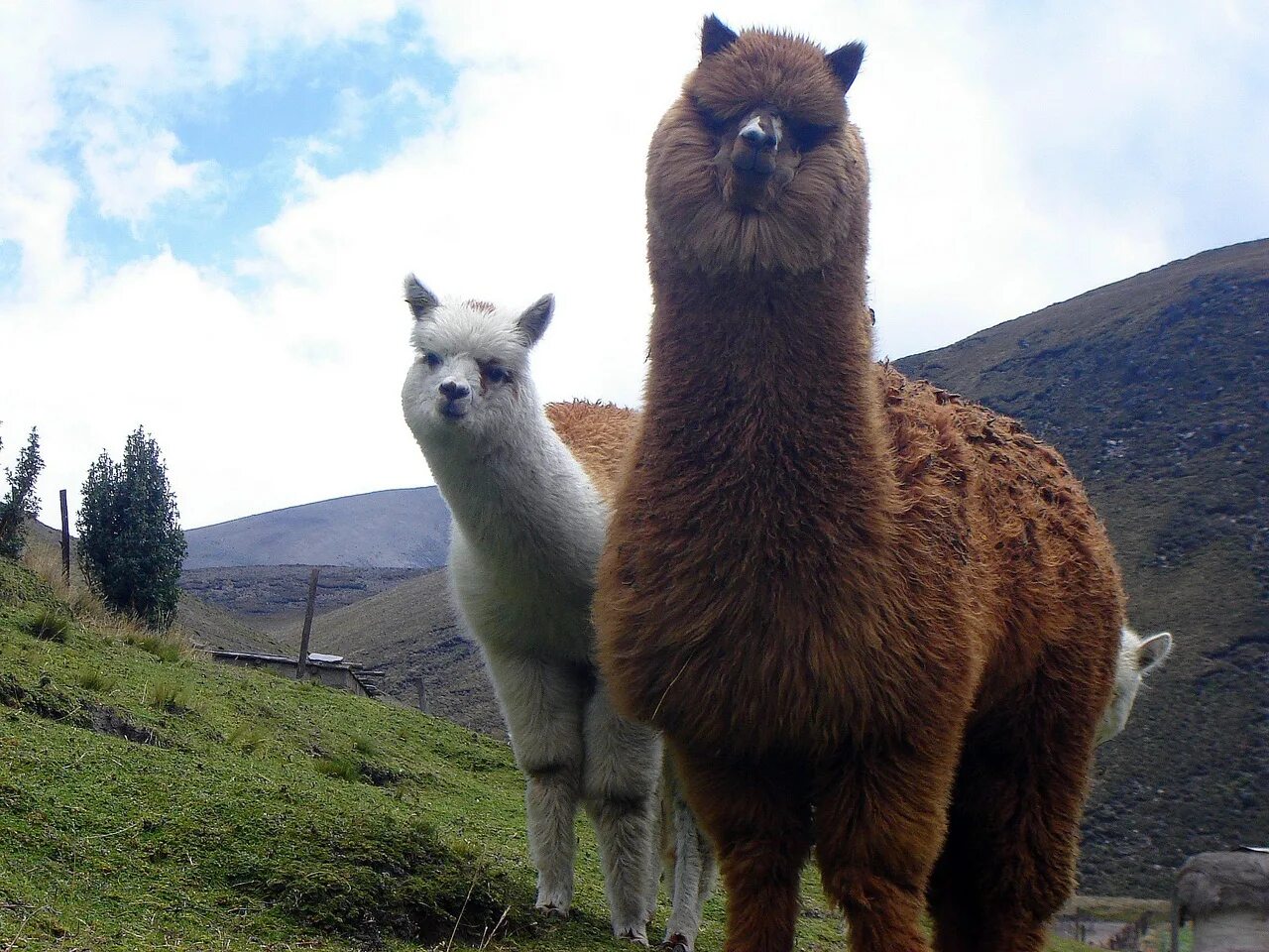 Llama chat