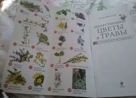 Атлас определитель растений цветника 1 класс