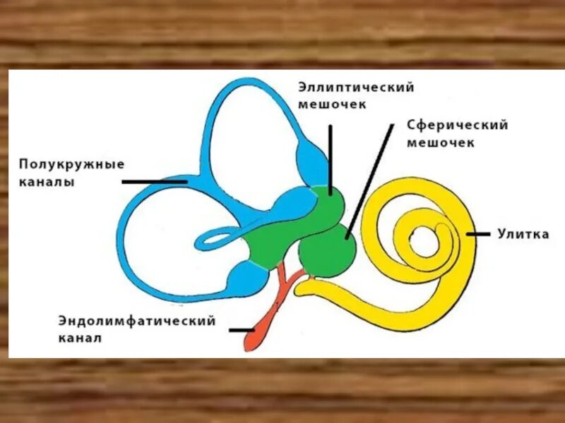 В состав вестибулярного аппарата входят полукружные каналы. Эллиптический мешочек внутреннего уха. Полукружные каналы внутреннего уха. Сферический мешочек внутреннего уха. Полукружные каналы анатомия.