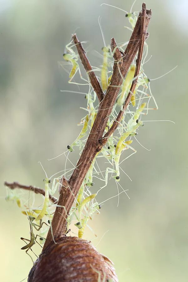 Оотека богомола. Оотека (кокон) богомола. Mantis religiosa оотека. Коконы Богомолов.