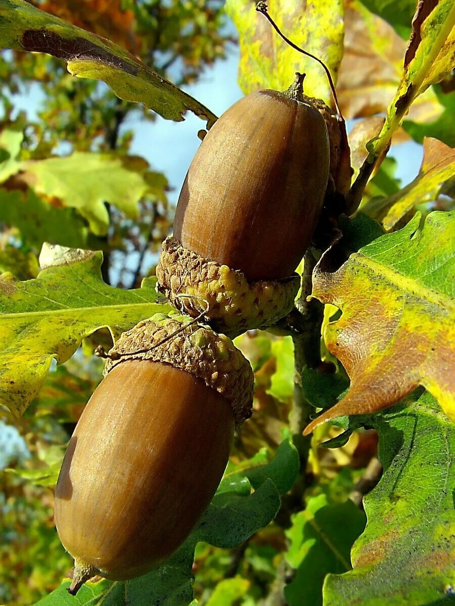 дальневосточный орех под маслом текстура. дуб черешчатый желуди. паркет coswick chestnut oak 1154-1204. дуб черешчатый желуди. радиальный паркет.