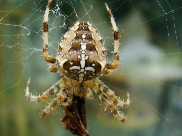 Fichier:Spider July 2008-1.jpg - Wikipédia