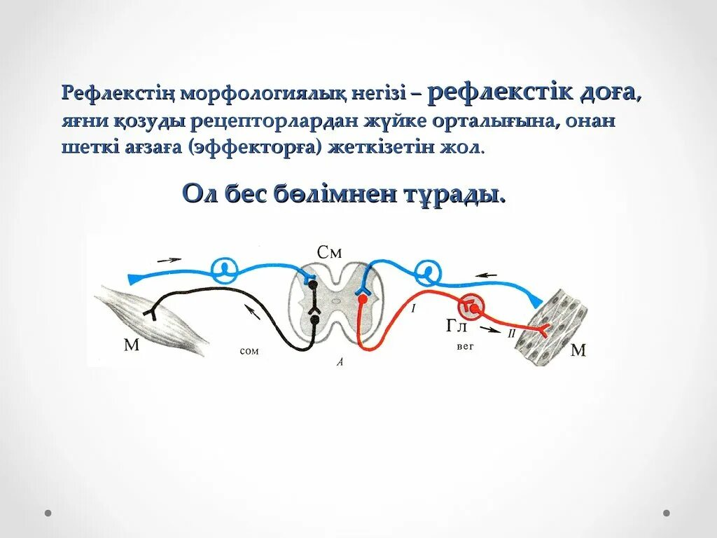 Шартты рефлекс. Рефлекс доғасы дегеніміз не. Рефлекс доғасы слайд. Жүйке жүйесі рефлекс. Шартты рефлекс дегеніміз не.