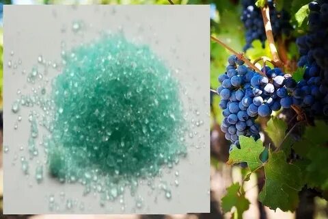 Купорос виноград
