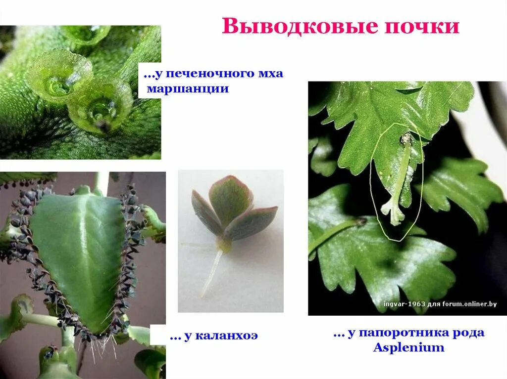 Размножение листом примеры растений. Вегетативное размножение растений выводковыми почками. вегетативное размножение каланхоэ. бриофиллум выводковые почки. размножение выводковыми почками.