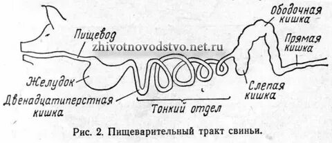 Прямой тракт