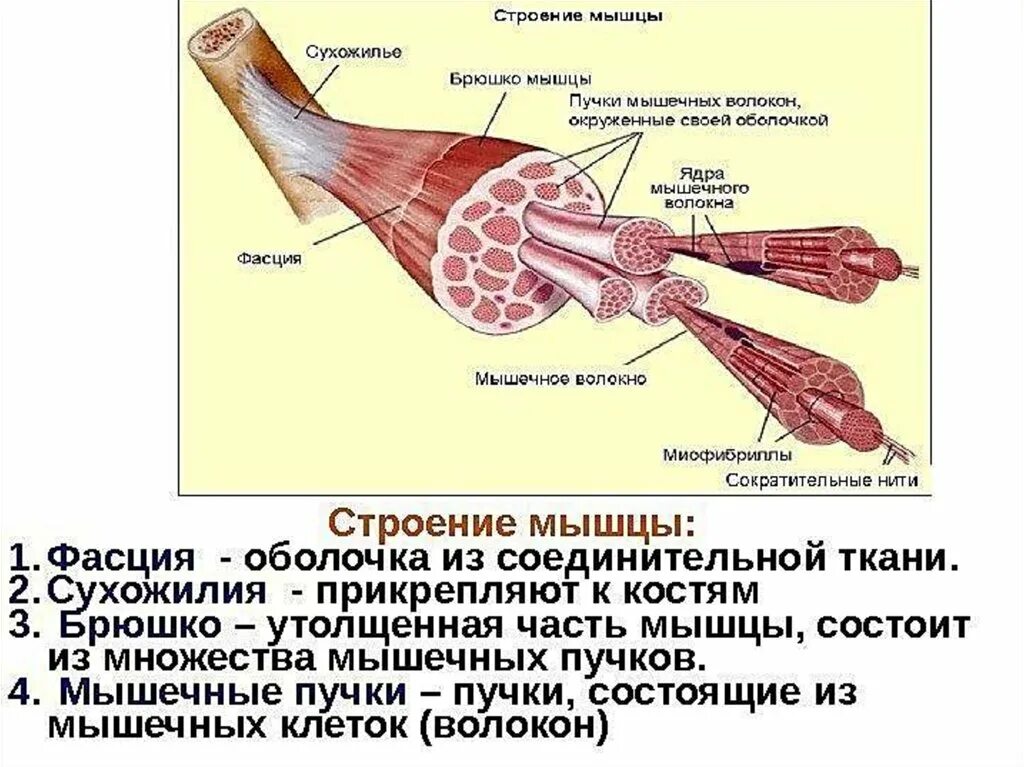 Описание сухожилий