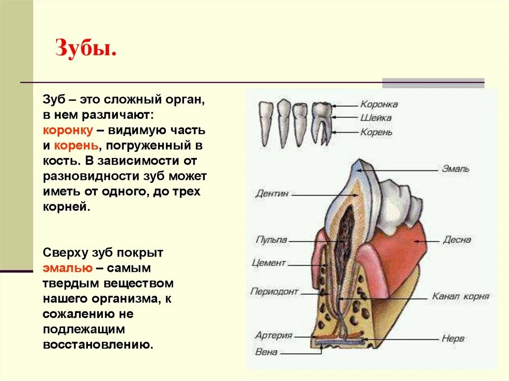 Пищеварительная система человека зубы. Органы пищеварительной системы зубы строение. Ротовая полость анатомия ЕГЭ. Строение ротовой полости ЕГЭ. Ротовая полость зубы человека