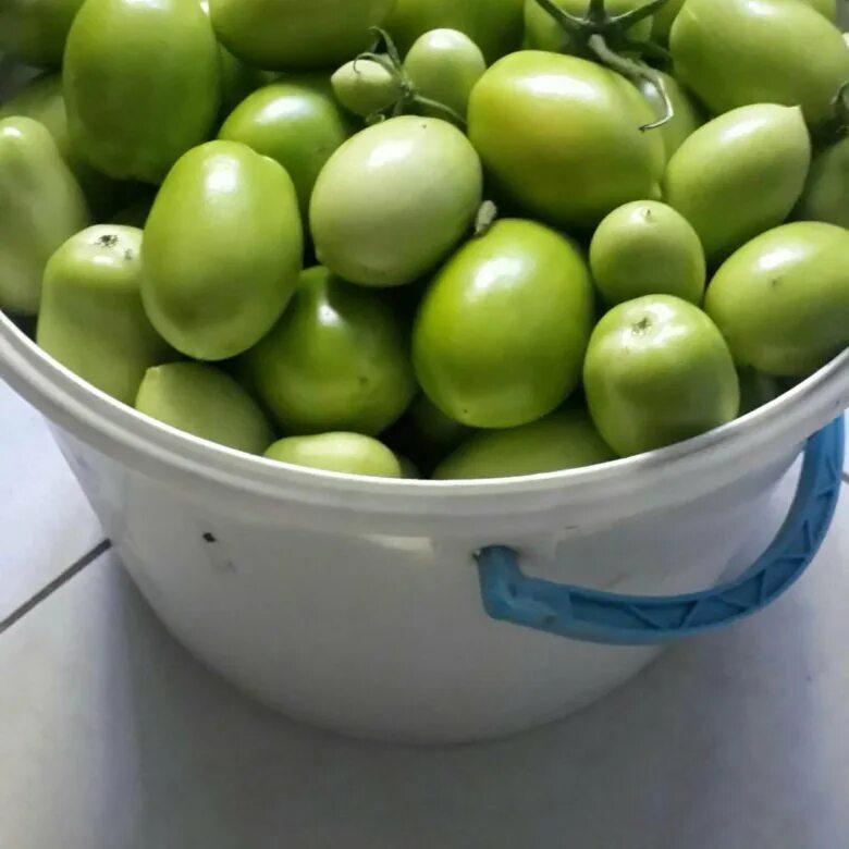 Купить зеленые томаты. Зеленые помидоры сливовидные. Помидоры киви. Сорт зеленых помидор. Зеленые томаты сорта.