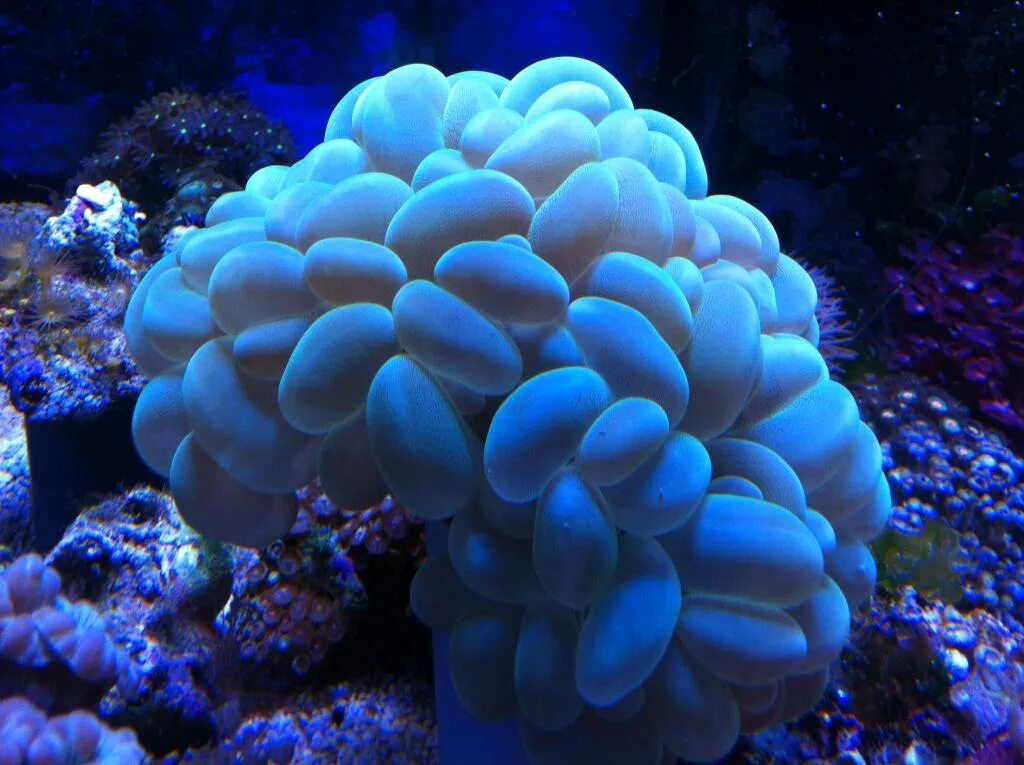 Coral 7. Мурена в кораллах. Звездчатый коралл. Кораллы голубые мурена. Морские кораллы синего цвета.