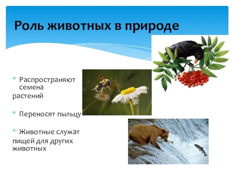 Какие значения животных в природе. Роль животных в природе. роль животных в природе 5 класс биология. роль животных в природе 7 класс. роль животных в природе 5 класс.
