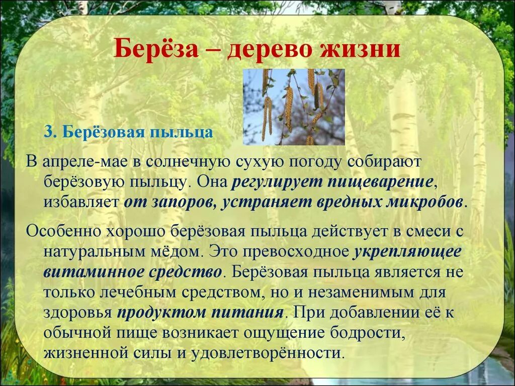 Береза жизнь дерева. Береза дерево. Жизненные формы березовых. Описание жизненной формы берёзы. Бережа жизненная форма.