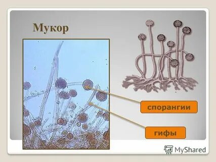 Черные расширения грибницы мукора называются