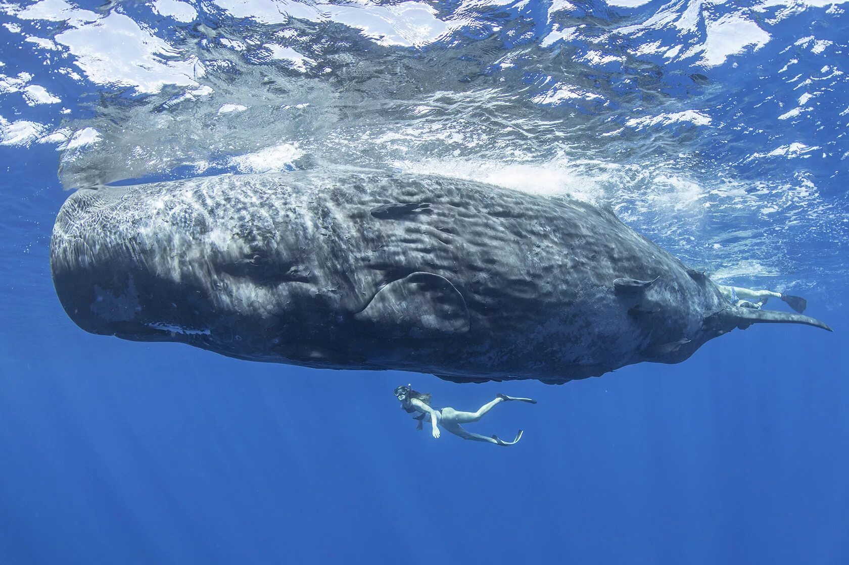 Левиафан Кашалот. Самый большой кит Кашалот в мире. Кашалот в Антарктиде. Гигантский горбатый кит.