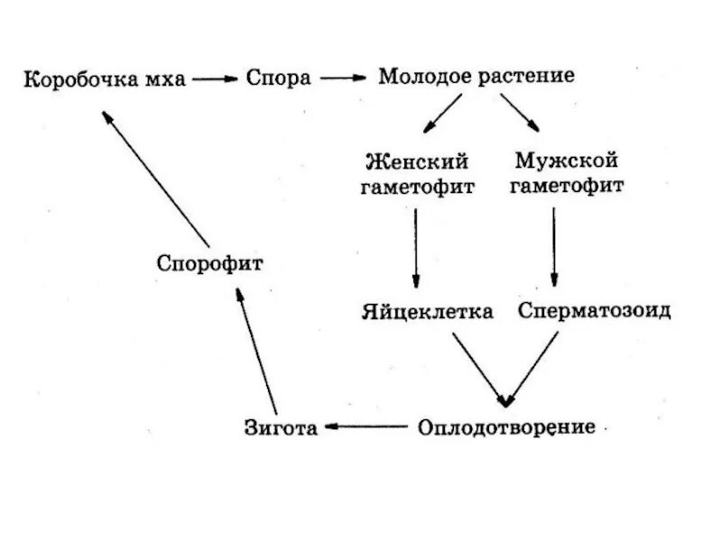 Цикл развития мха. Оплодотворение у мхов. Цикл мхов схема. Жизненный цикл мха Кукушкин лен схема. Молодой гаметофит