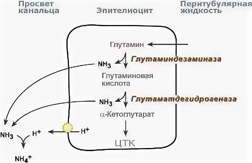 Аммониогенез. Аммониогенез биохимия реакции. механизм почечного ацидогенеза. ацидогенез и аммониогенез. аммониогенез в почках.